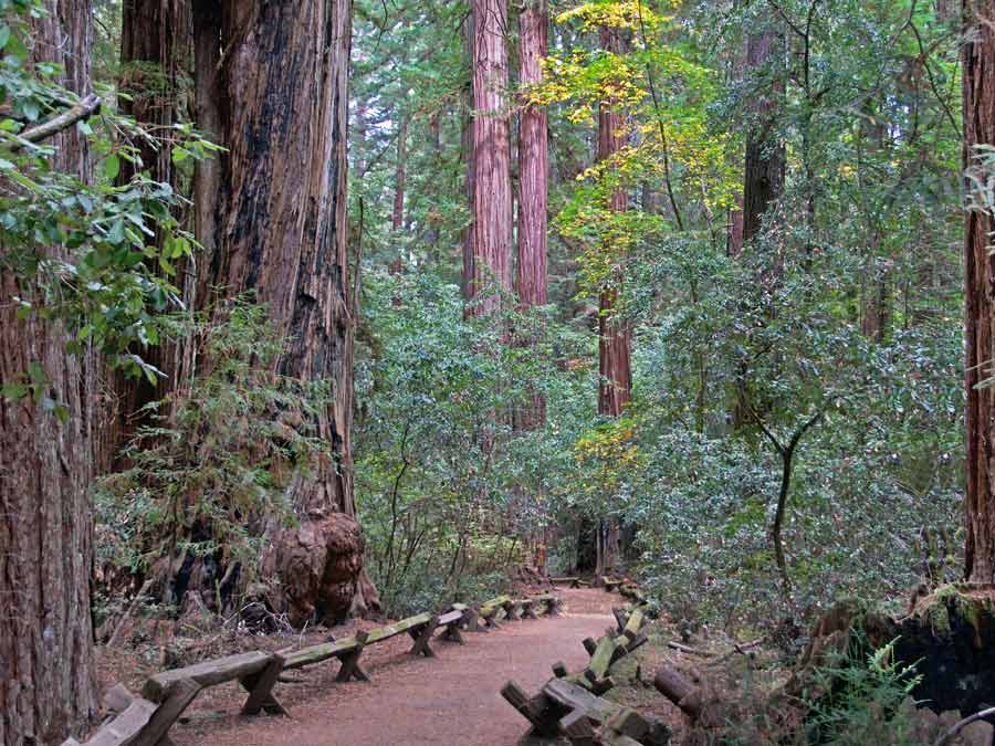 A path leads through the trees at Armstrong Redwoods State Natural Reserve in Sonoma County