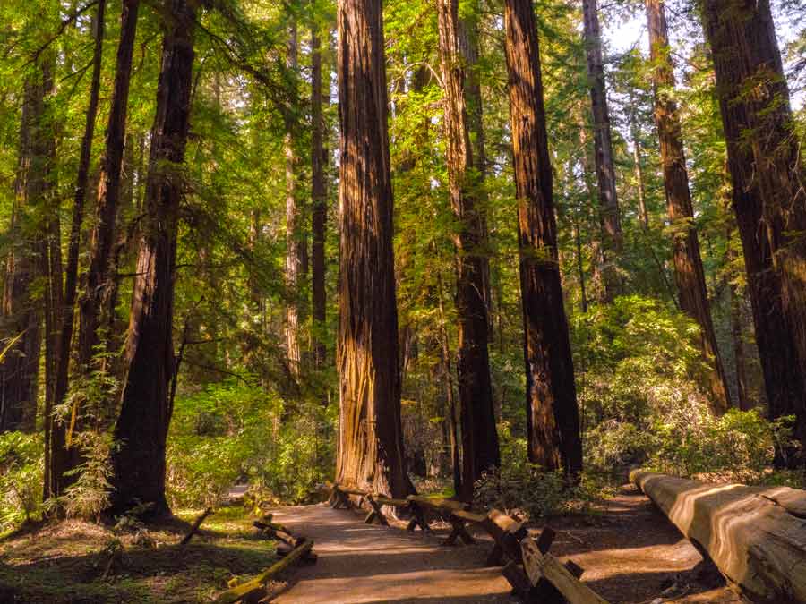 See the sequoia sempervirens at Armstrong Redwoods State Natural Reserve in Sonoma County