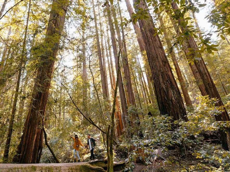 Hiking in Armstrong State Natural Reserve in Guerneville, Sonoma County