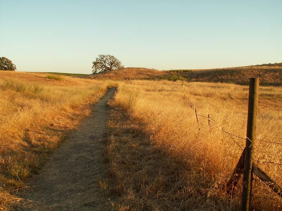 A path winds through a golden field