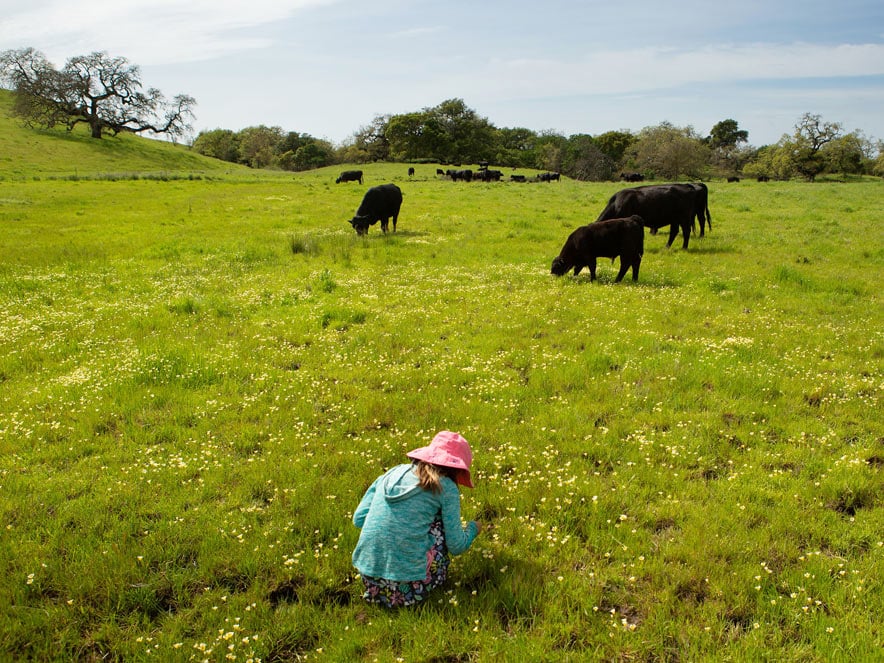A person picks wildflowers with cows in the distance