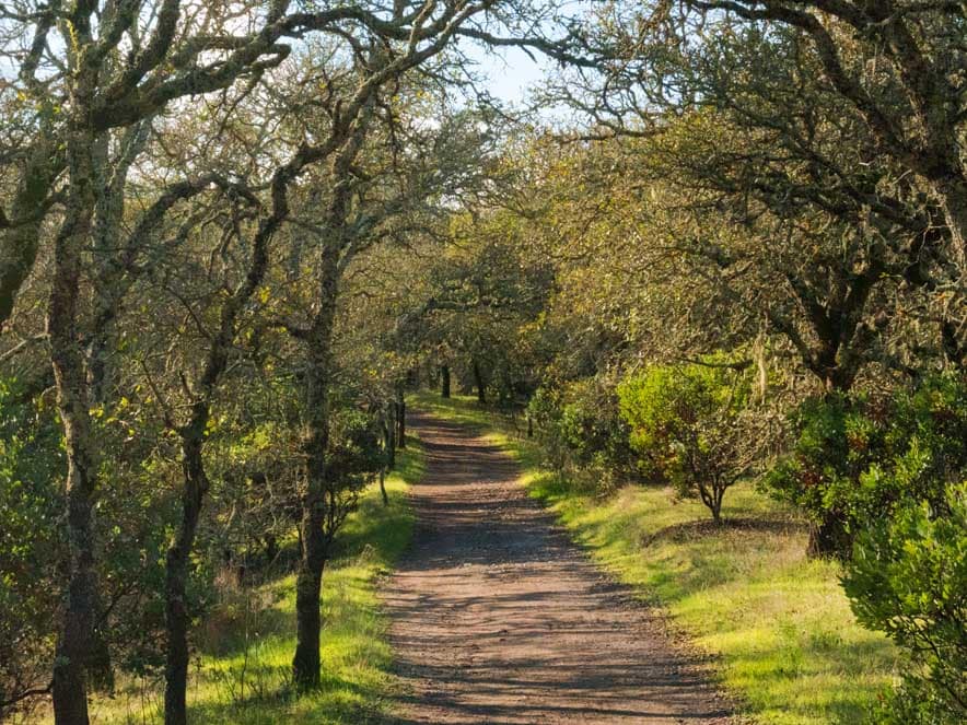 A dirt path is shaded by oak trees