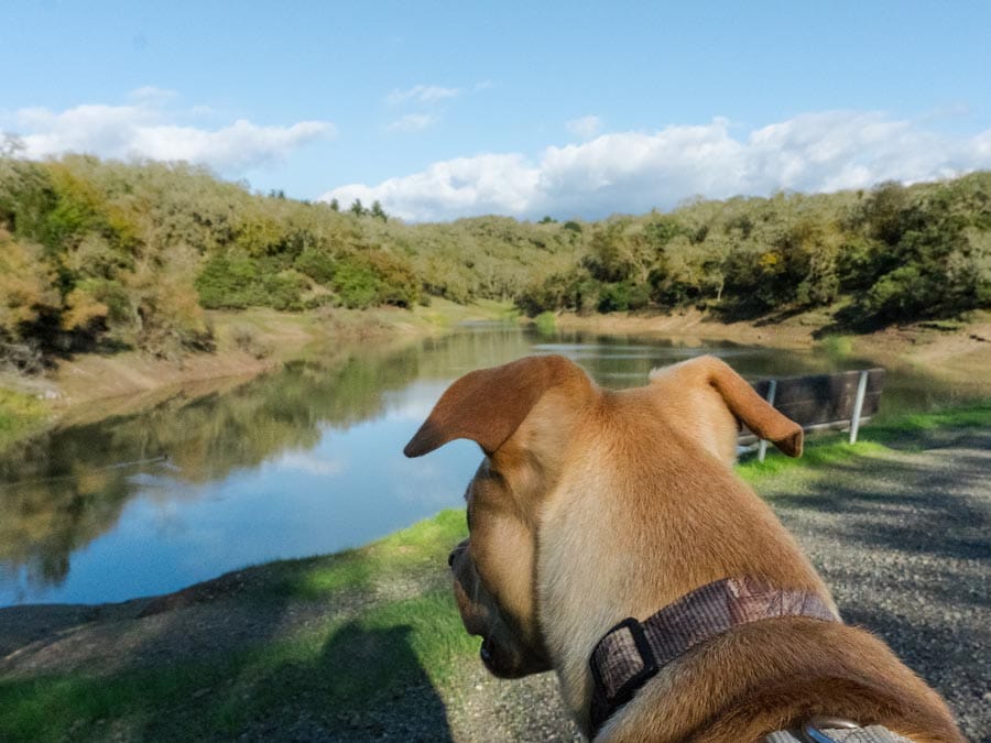 A dog overlooks a lake at Foothill Regional Park, Windsor