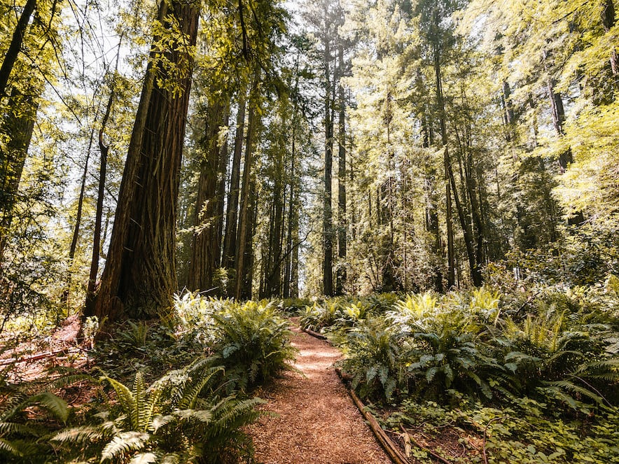 Grove of the Old Trees