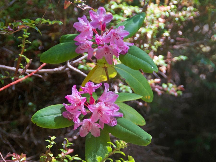 Bright pink flowers bloom at Kruse Rhododendron State Natural Reserve in Sonoma County