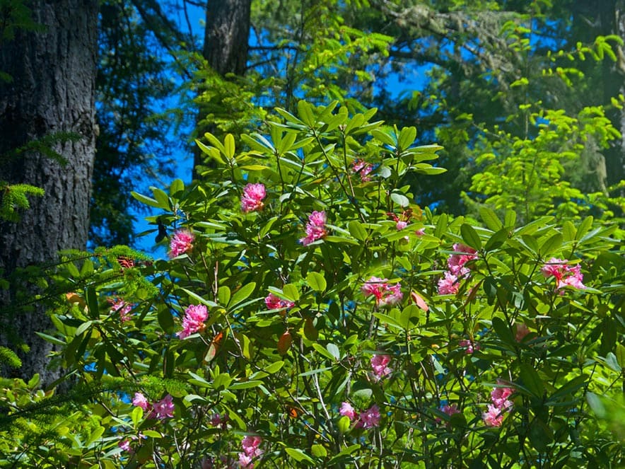 Pink rhododendrons bloom in a green tree at Kruse Rhododendron State Natural Reserve