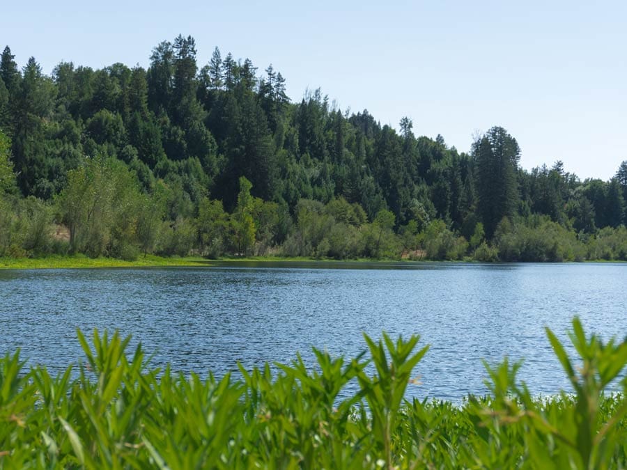 The river is surrounded by trees