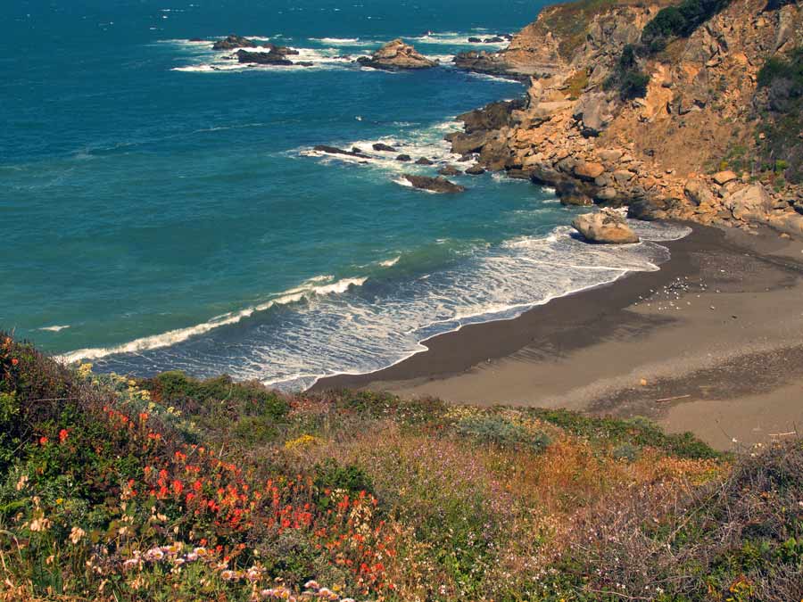 Wildflowers bloom along the rugged coast at Salt Point State Park in Sonoma County