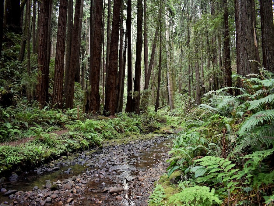 Redwoods and ferns at Stillwater Cove Regional Park in Jenner