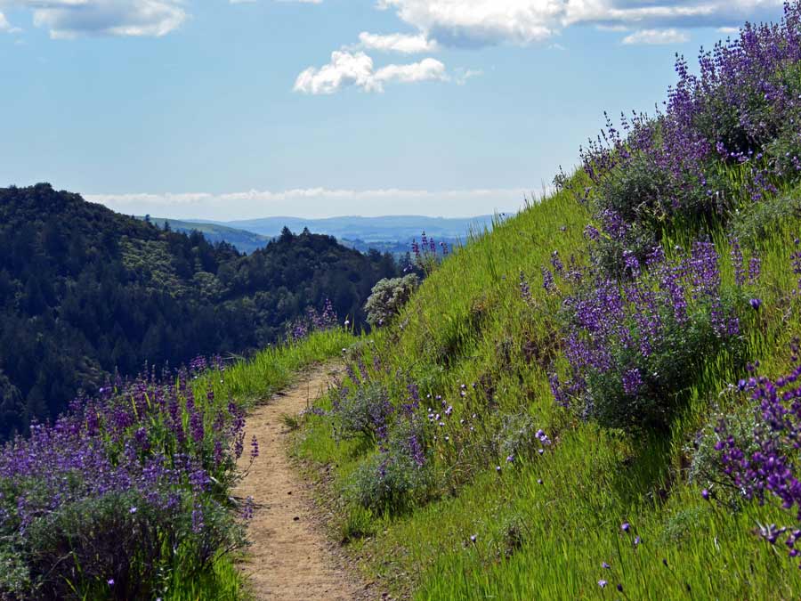 A path along the hillside is lined with purple wildflowers at Sugarloaf Ridge State Park, Sonoma County