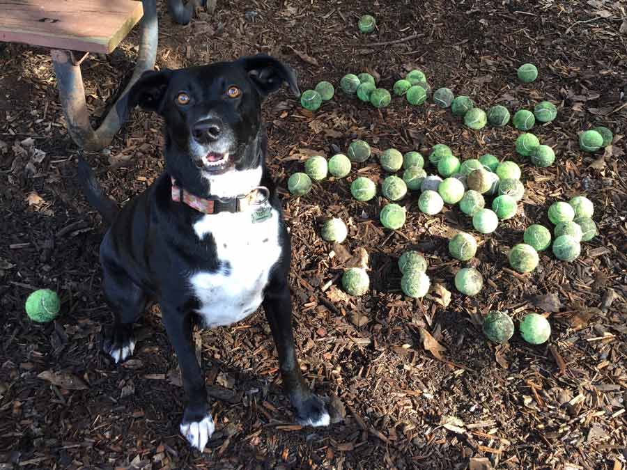 A dog enjoys the multitude of tennis balls at the dog park at the Villa Chanticleer, Healdsburg