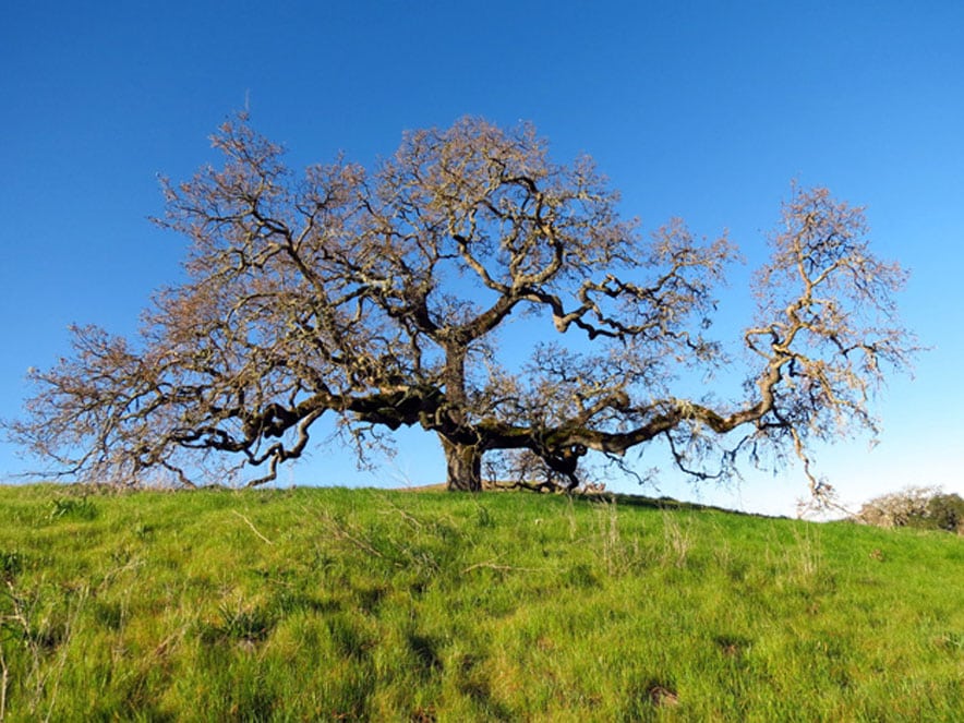 An oak tree grows at the top of a green, grassy knoll in Sonoma County