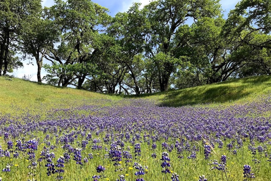 Spring wildflowers at Pepperwood Preserve in Santa Rosa