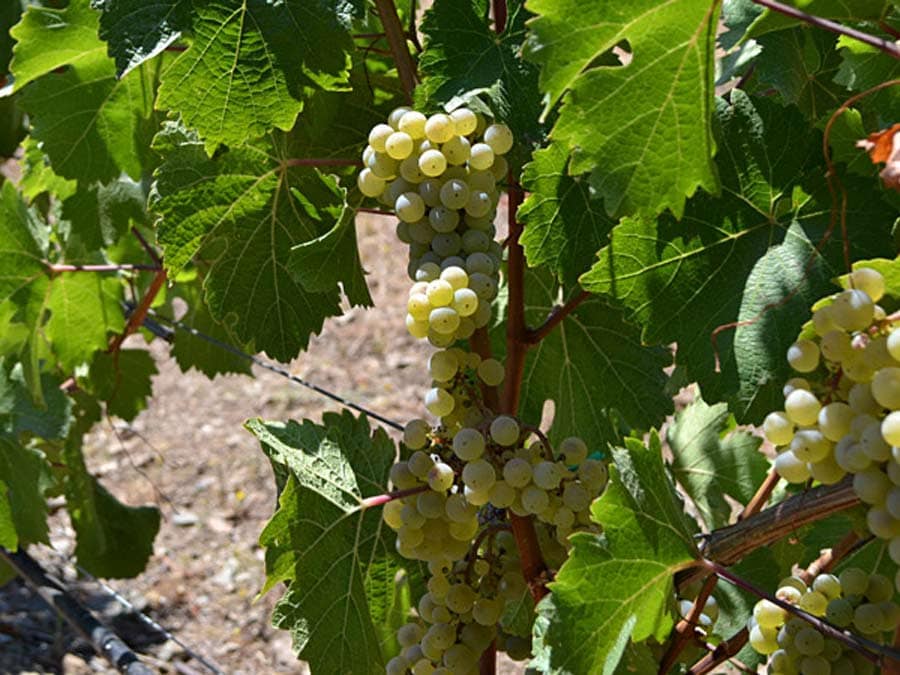 White grapes grow on a vine