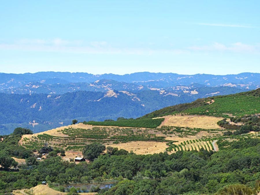 A steep hill covered with grape vines