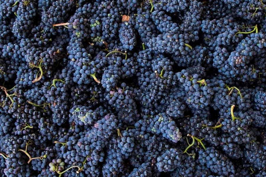 Pinot noir clusters in a bin after harvest 