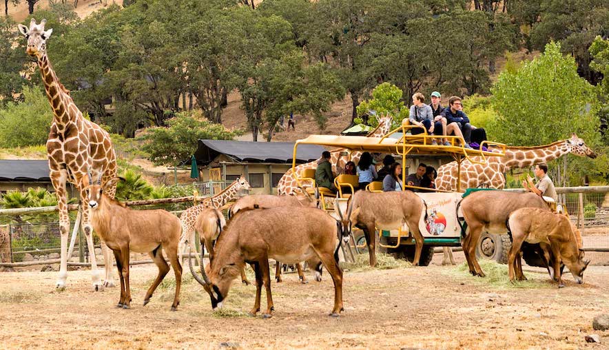 Safari West is "Sonoma's Serengeti" 