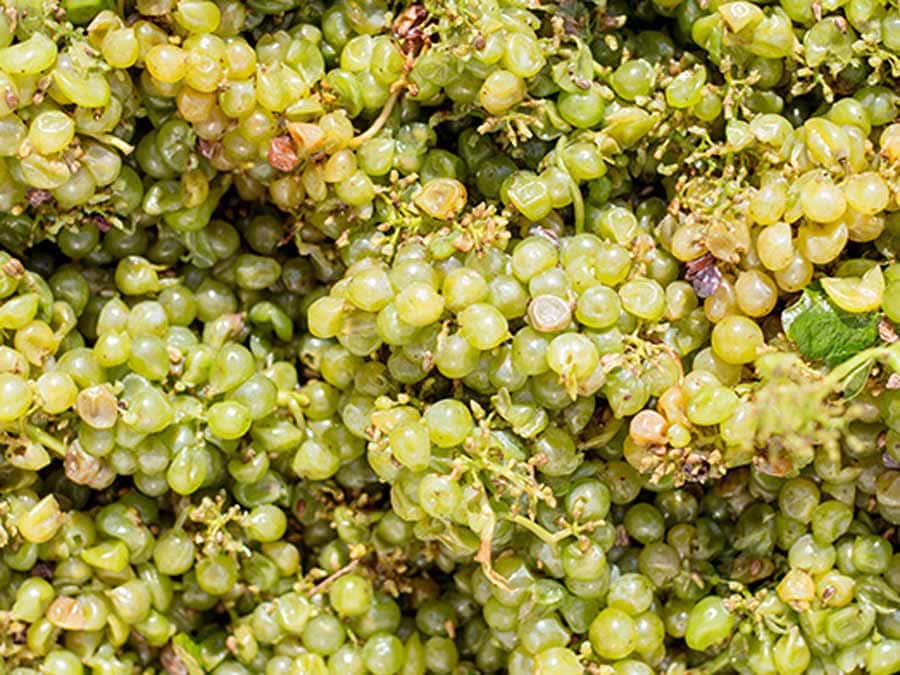 Crushed Sauvignon Blanc grapes in a bin