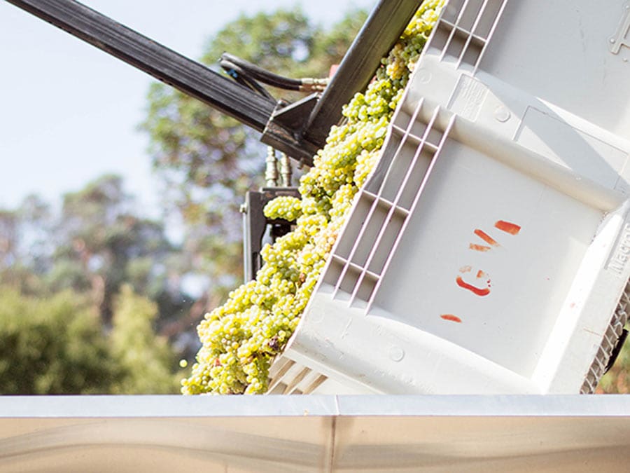 A bin of grapes being dumped at harvest time