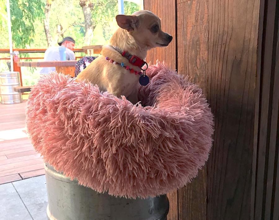 You'll find a dog-friendly porch/patio at Stumptown Brewery in Guerneville