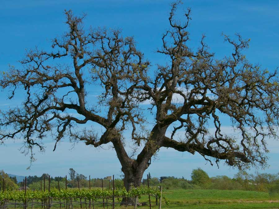 An oak tree grows at the edge of the vineyard at Balletto Vineyards, Santa Rosa