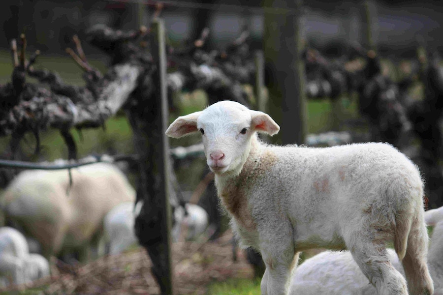 Lamb at Benziger Family Vineyards in Sonoma 