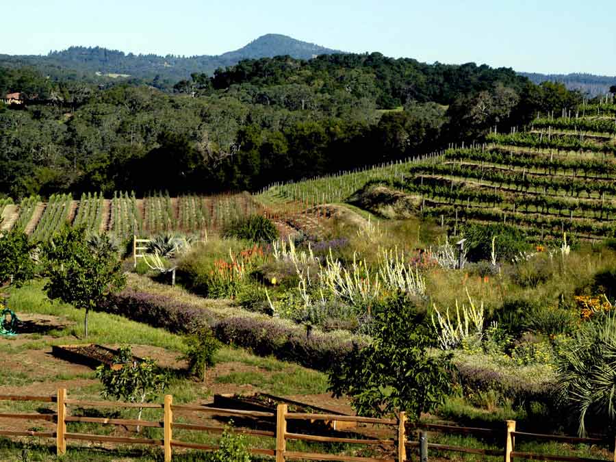 The insectary at Benziger Family Winery is home to numerous plants and bugs that are critical to the health of the vines