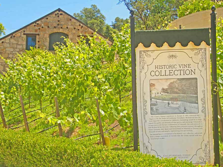 A sign outside of Buena Vista Winery in Sonoma explains the historic vineyards on the property