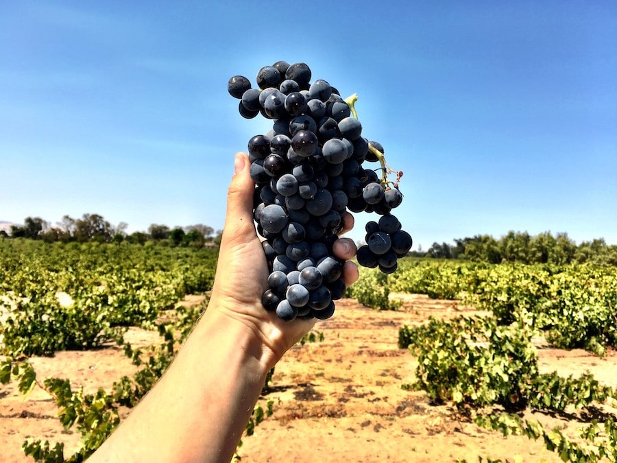 pinot noir cluster being held up above a vineyard at Cline Family Cellars in Carneros 