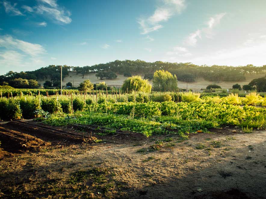 A view of the vines at Imagery Estate Winery.