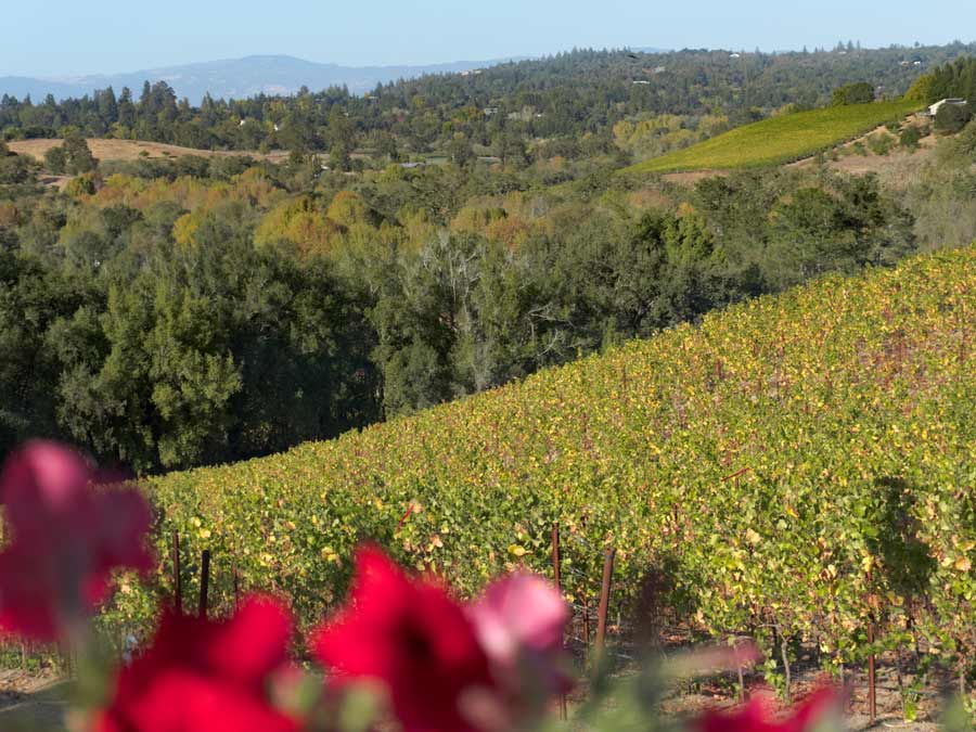 Red flowers bloom in front of a hill of green vineyards in the summer in Sonoma County