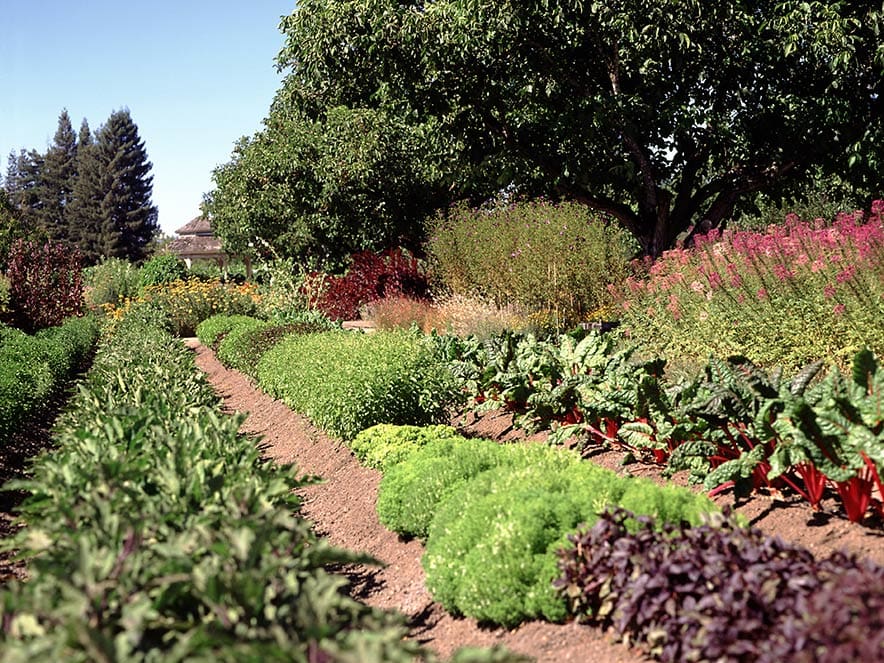 Rows of plants grow in a garden at Kendall Jackson Winery