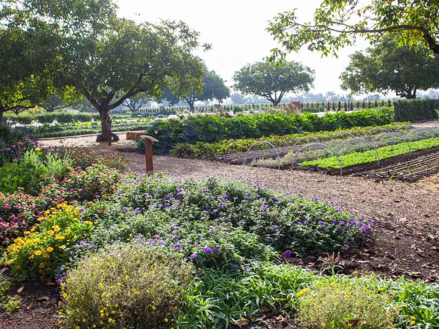 The vegetable and herb garden at its peak in the summer time