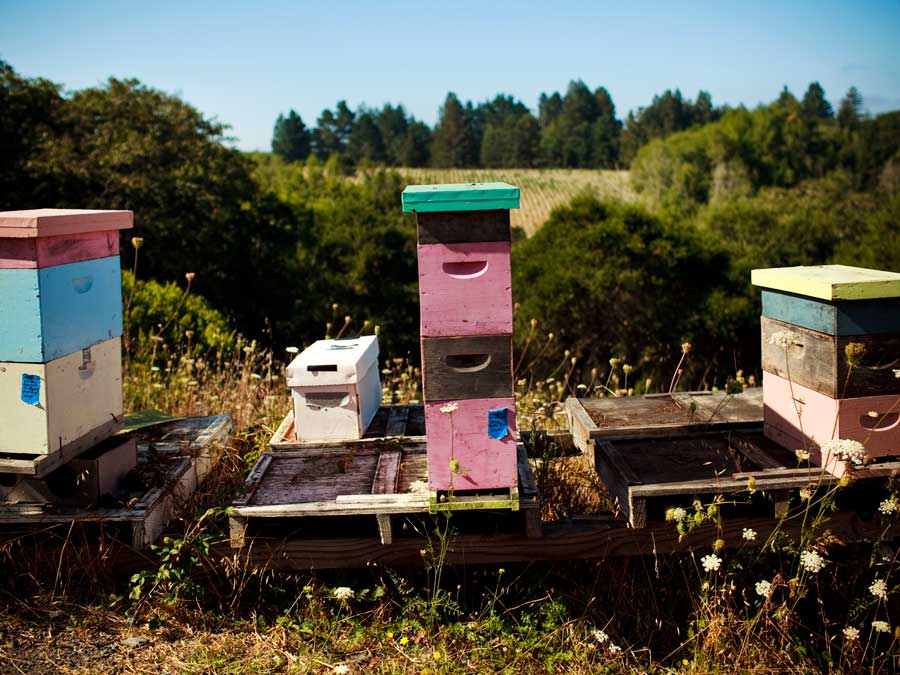 Bee hives sit next to the vineyard at Littorai Wines, Sonoma County