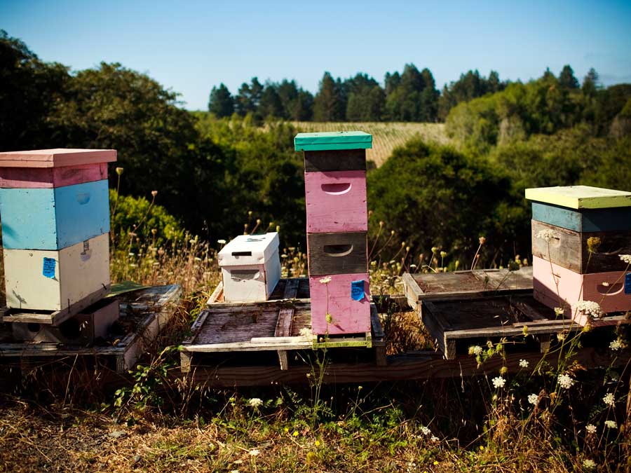 Colorful bee hives boxes