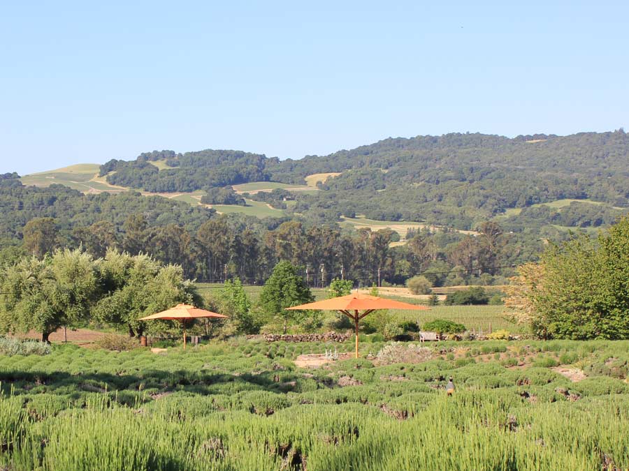 A field of lavender grown next to the vines at Matanzas Creek Winery, Santa Rosa