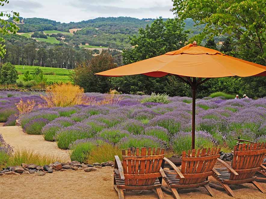 A seating area with an orange umbrella is surrounded by blooming lavender