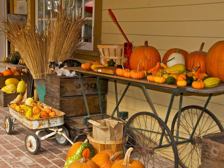 A selection of pumpkins decorate the porch at Preston Farm & Winery, Sonoma County