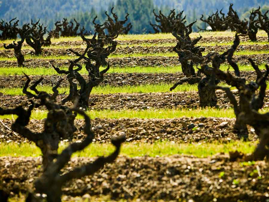 Gnarly, old Zinfandel vines grow in rows with bright green cover crops between them