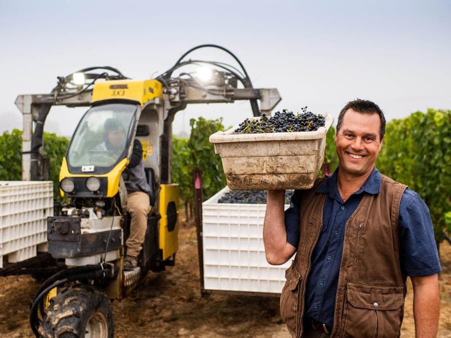 A man holds a bin of freshly picked grapes in the vineyard