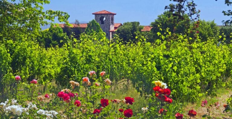 Flowers in the field near a tasting room