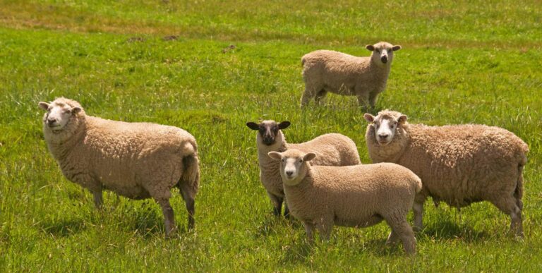 Sheep in a field in Valley Ford