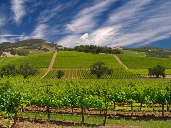 Vineyards spread out as far as you can see in the summer