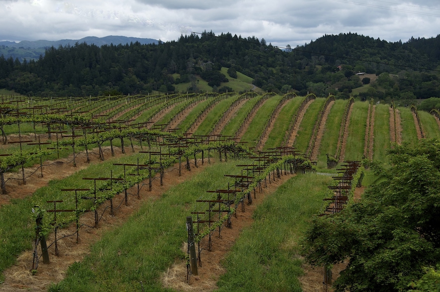 Springtime in Sonoma County's Dry Creek Valley