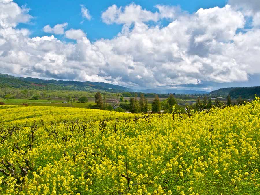 Mustard blooms all over Sonoma County vineyards in early spring