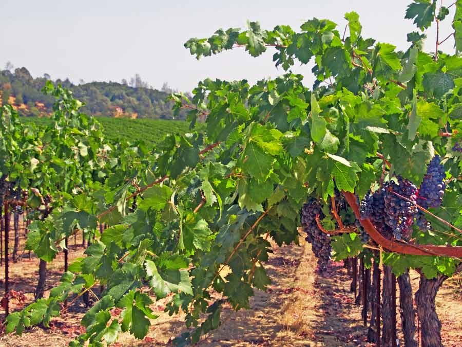 Grapes ripen on the vine in a vineyard off of Highway 128 in Alexander Valley, Sonoma County