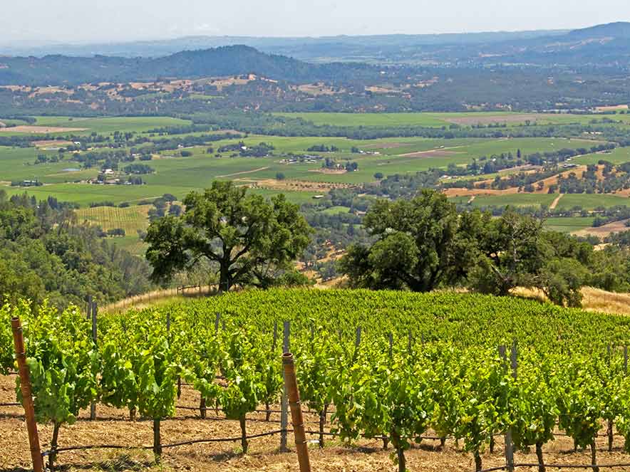 vineyards_summer_Alexander_Valley_Sonoma_County_021_884x663