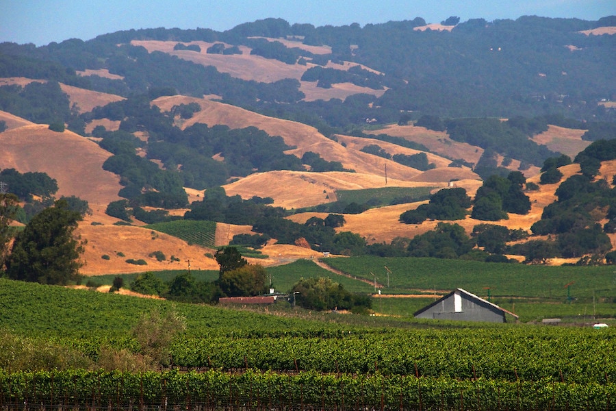 Carneros AVA wine growing region in Sonoma 