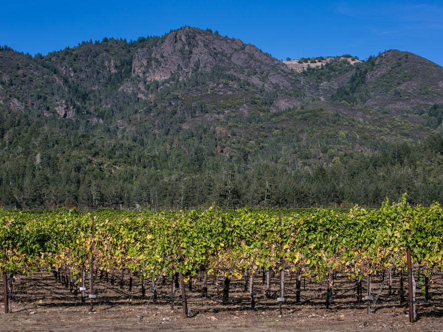 Vineyard view in Carneros in Southern Sonoma County