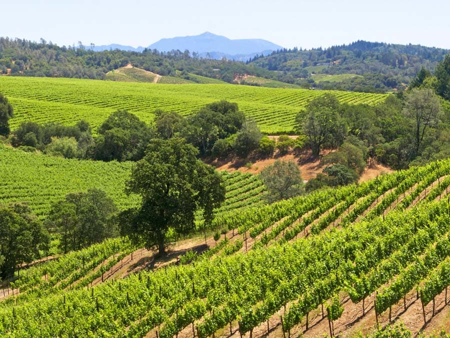 A vineyard in Dry Creek Valley is green in the summer